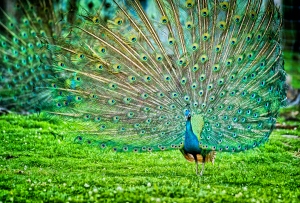 Koleksi Gambar Cantik Gambar Sepasang Burung Merak 