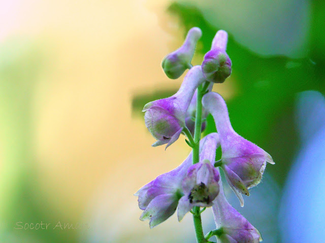 Aconitum fudjisanense