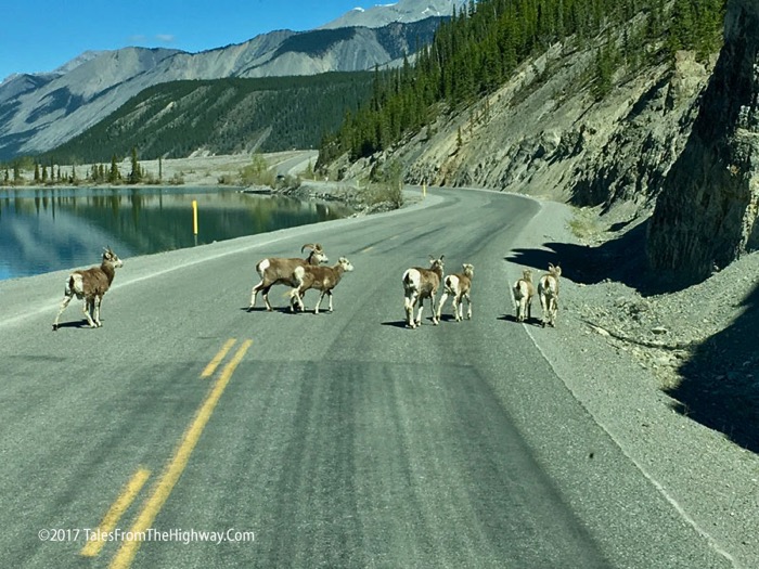 6e Big Horn Sheep Muncho Lake BC