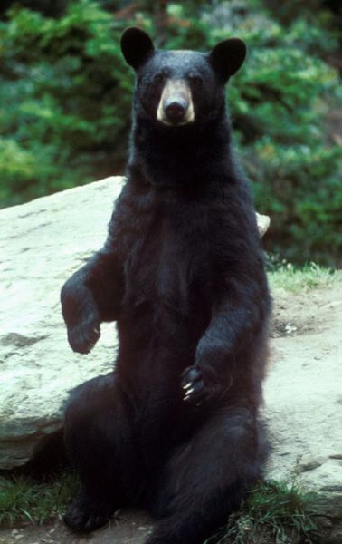 american black bear