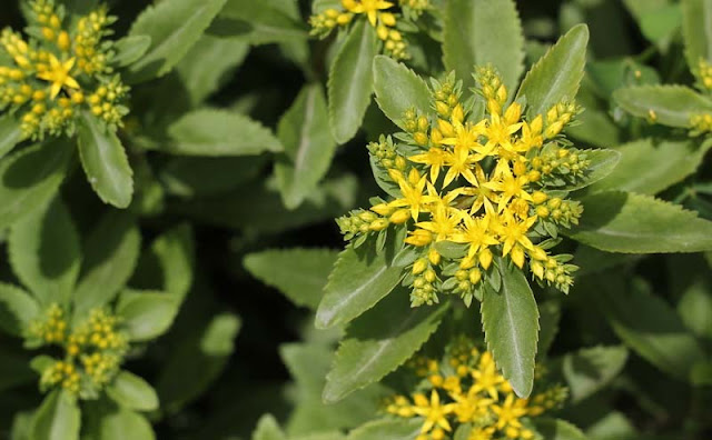 Sedum Aizoon Flowers Pictures