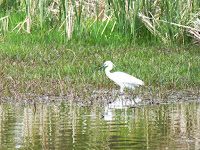 深北緑地公園　水辺のゾーン　野鳥