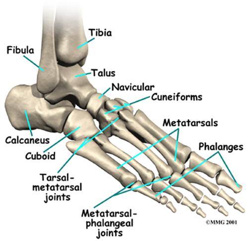 Bệnh GOUT đến từ đâu?