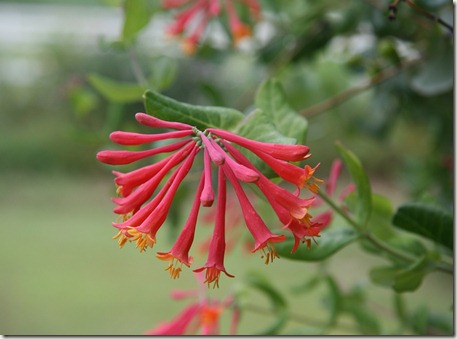 Lonicera sempervirens, Coral honeysuckle, Hummingbird