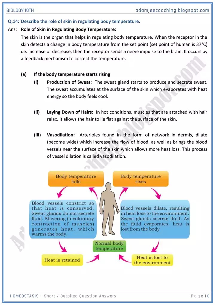 homeostasis-short-and-detailed-answer-questions-biology-10th