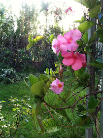 Mandevilla in a garden, Maja Trochimczyk