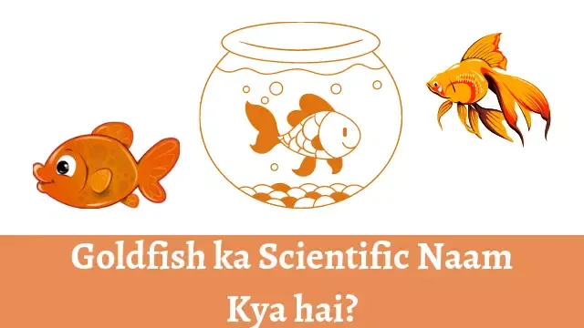 Goldfish ka Scientific Naam Kya hai, Goldfish ka Hindi Naam Kya hai, Goldfish kya hai, goldfish ka Scientific Matalab, Goldfish ko kya kahate hai