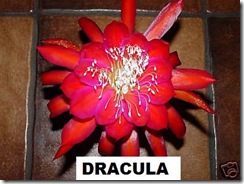 Epi Dracula