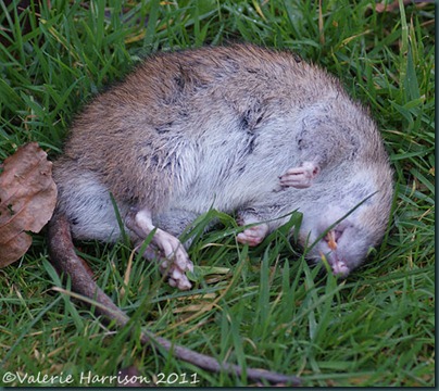 dead-rat