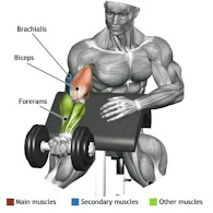diagram of building arm muscles with preacher curls