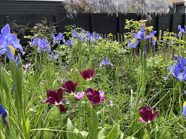 blauwe irissen met donkere tulpen