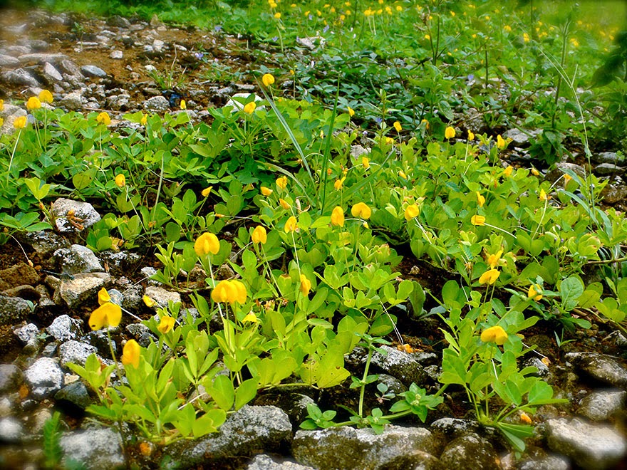 Do You Know What Your Favorite Foods Look Like While Growing - Beloved peanuts (which are also called earthnuts, groundnuts, goober peas, monkey nuts, pygmy nuts, and pig nuts) grow off vines near the ground.