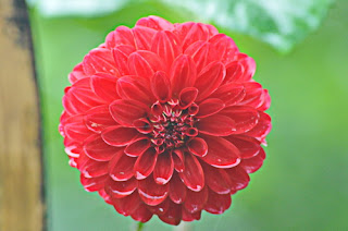 dahlia merah sedang mekar