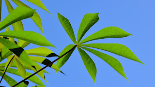 yuca leaves against blue sky
