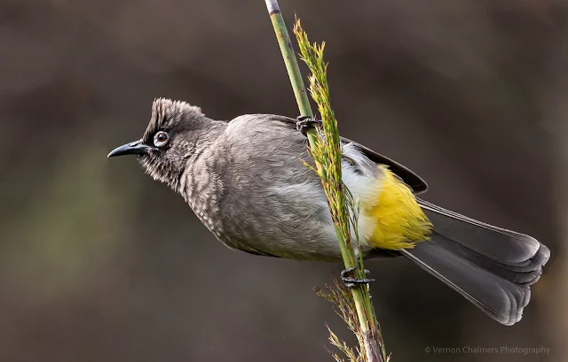 Cape Bulbul Kirstenbosch National Botanical Garden Copyright Vernon Chalmers