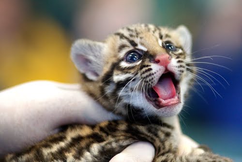 15 cute baby animals