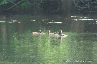 Hooded Merganser and Ducklings