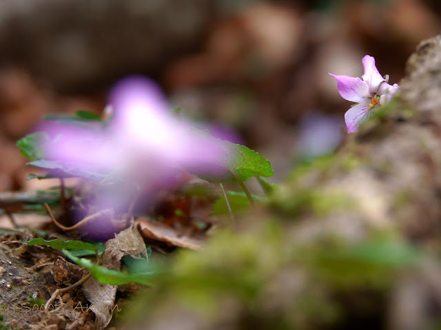 Viola tokubuchiana