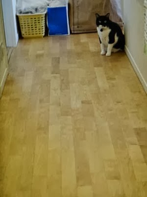 020dev-DSC08343