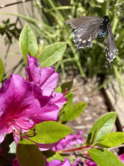 A monarch flying away from an azalea