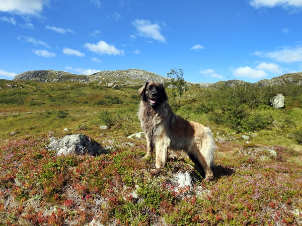 Gaularfjellet leonberger