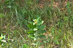 milkweed plant with flower head