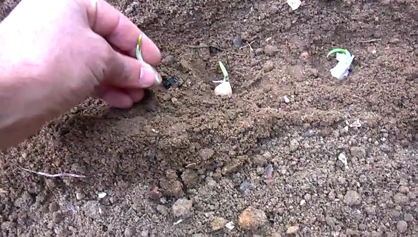 Dig a furrow about 3 inches deep. Place the cloves into the furrow one by one, spacing them 6 to 8 inches apart