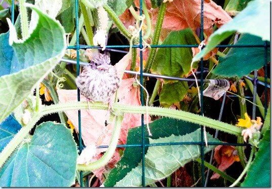 Garden July 9