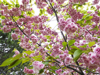 深北緑地　4月下旬の桜