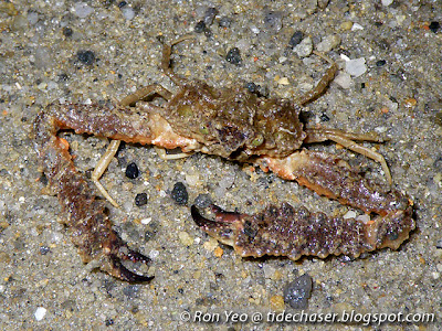 Elbow Crabs (Family Parthenopidae)