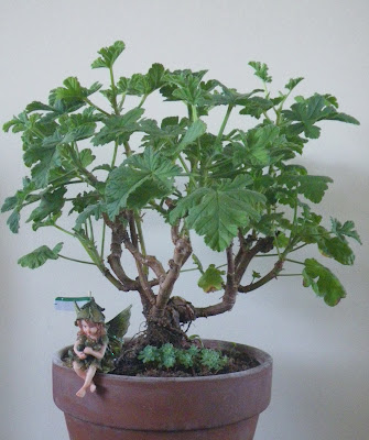 Pelargonium bonsai - Shrubland Rose