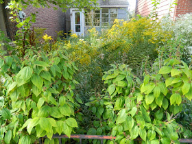 Little Italy Toronto Fall Front Garden Cleanup Before by Paul Jung Gardening Services--a Toronto Gardening Company