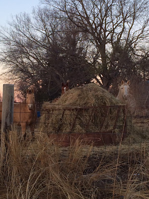 Wordless Wednesday: Round Bales = Happy Horses