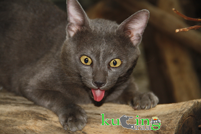 Kucing Raas, Kucing Asli Indonesia