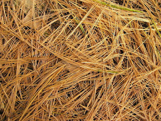 Photo of Pine Needles by Darrell Coomes