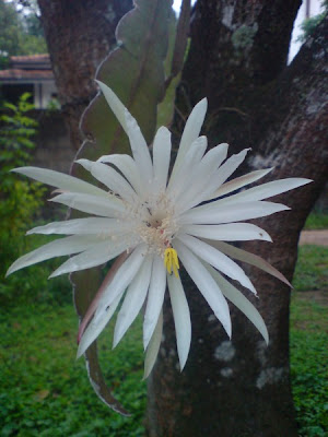 Bunga Kadupul Flower