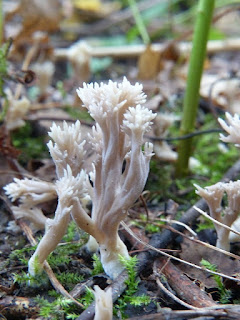 Clavulina cristata - Clavaire corail - Clavaire à crêtes - Clavulina coralloides