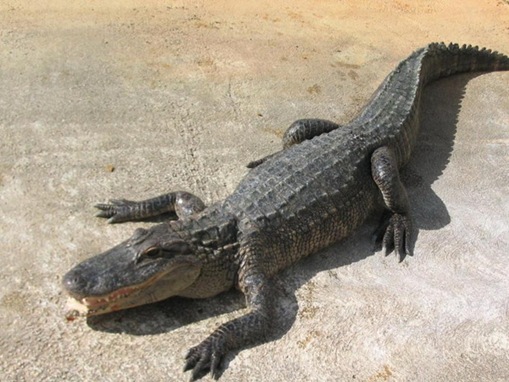 ten_exotic_pets_in_the_world-www.wonders-world.com-12