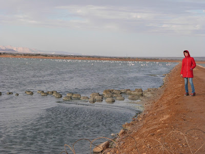 Негев. Эйлат. Экскурсовод по Израилю Элеонора Гороховская