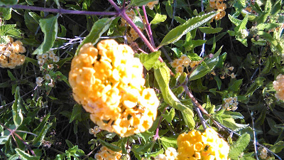 flor de lantana amarilla