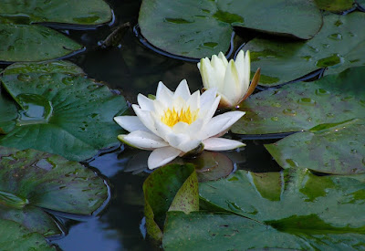 Lotusblume copyright by Michael Rajiv Shah