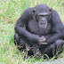 Chimp Sanctuary