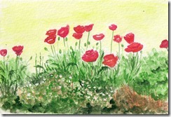 poppies at Nunnerie in Scotland
