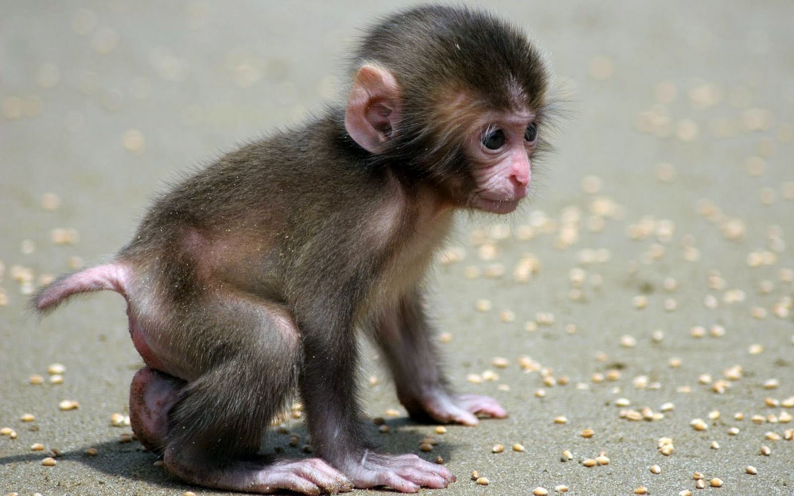 Cute Baby  Monkey  Wallpapers Free Download Wallpapers Photosz