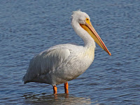 Pelican Birds Information