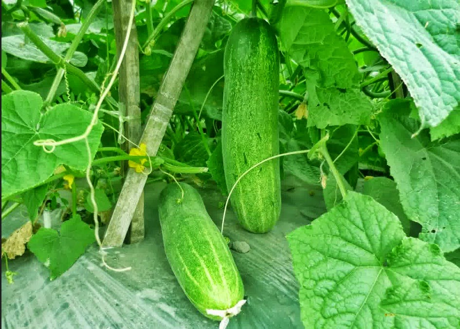  Buah yang tergolong sayur ini sanggup dengan gampang kita temukan di pasar tradisional ataupu Manfaat Timun Untuk Kesehatan Tubuh