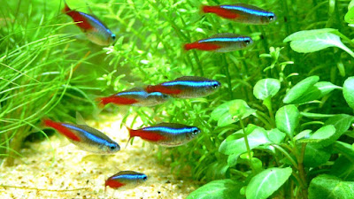 Best Pet Fish to Buy