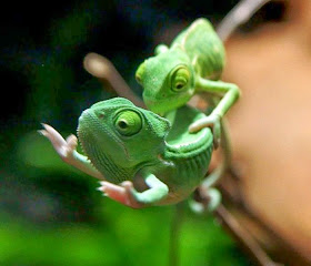 Funny animals of the week - 21 March 2014 (40 pics), funny animal pictures, two baby chameleons