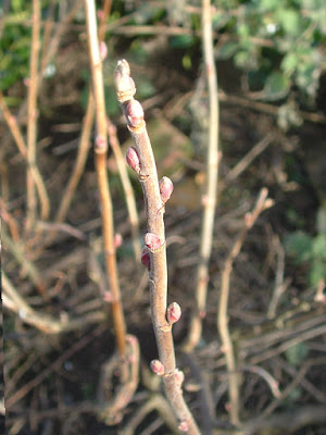 Close up of several blackcurrant stems beginning to bud