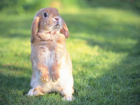 Cute Little Bunny Rabbit